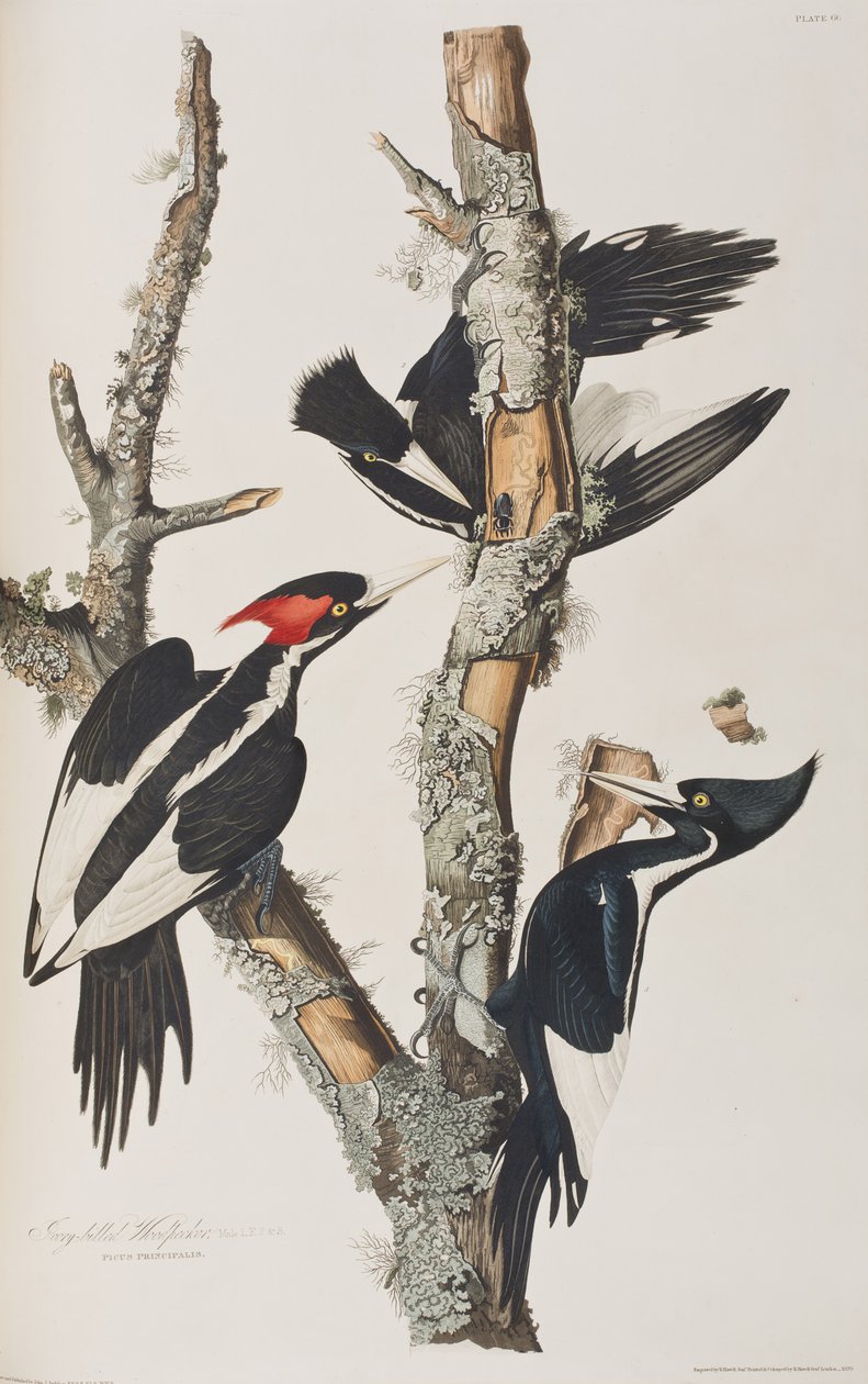 Kuvitus elokuvasta "Birds of America" tekijältä John James Audubon