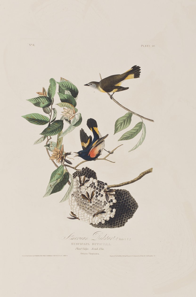 Kuvitus elokuvasta "Birds of America" tekijältä John James Audubon