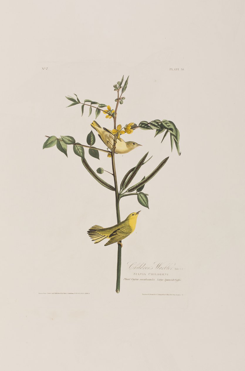 Kuvitus elokuvasta "Birds of America" tekijältä John James Audubon