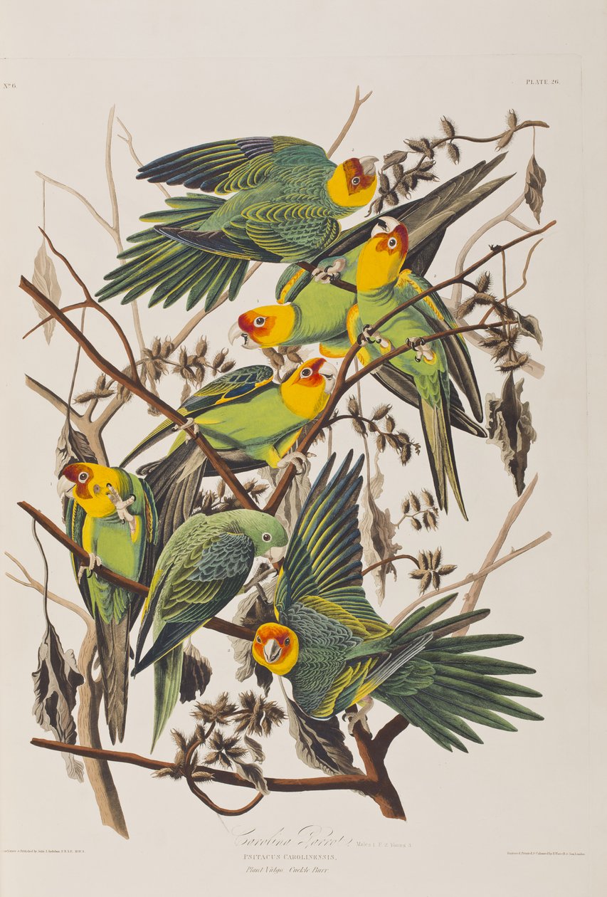 Kuvitus elokuvasta "Birds of America" tekijältä John James Audubon
