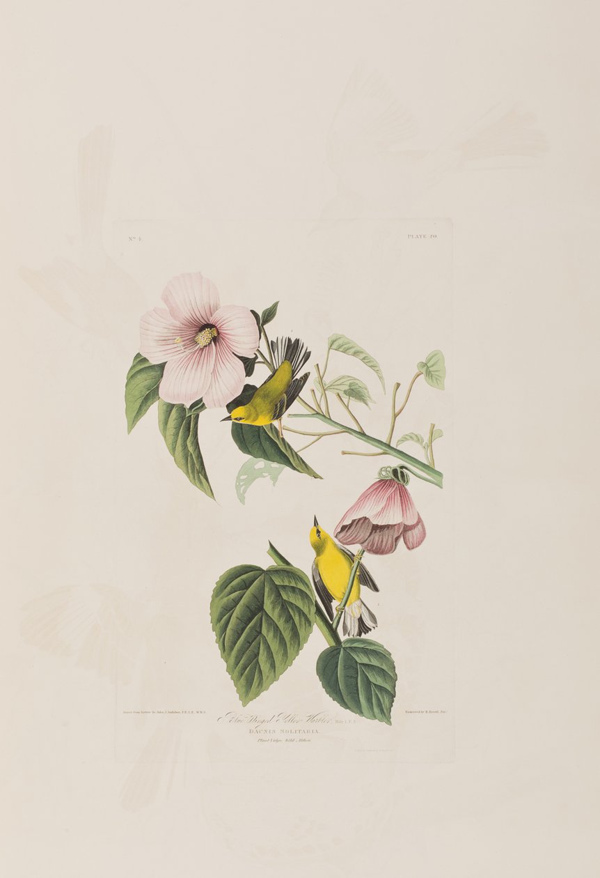 Kuvitus elokuvasta "Birds of America" tekijältä John James Audubon