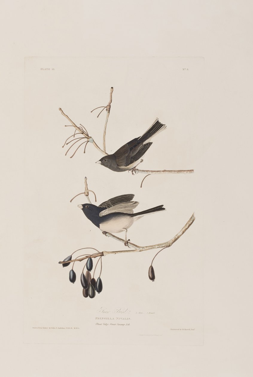 Kuvitus elokuvasta "Birds of America" tekijältä John James Audubon