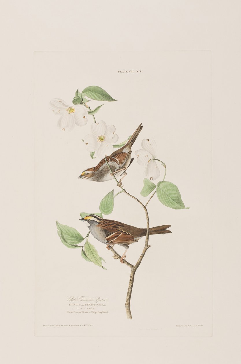 Kuvitus elokuvasta "Birds of America" tekijältä John James Audubon