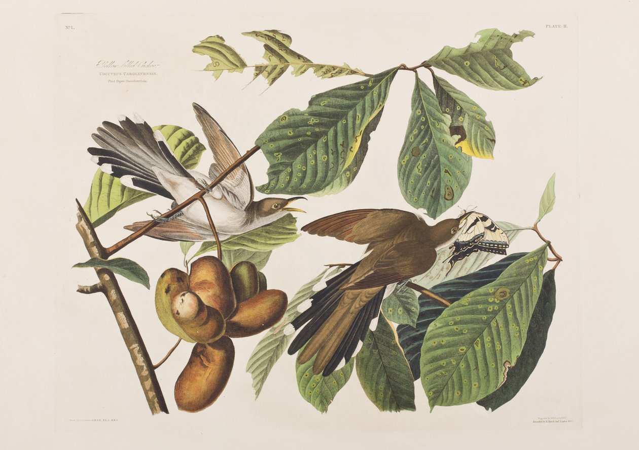 Kuvitus elokuvasta "Birds of America" tekijältä John James Audubon