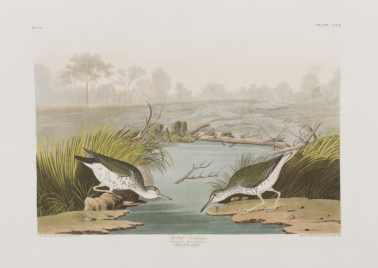 Kuvitus elokuvasta "Birds of America" tekijältä John James Audubon