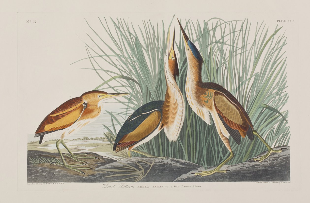 Kuvitus elokuvasta "Birds of America" tekijältä John James Audubon
