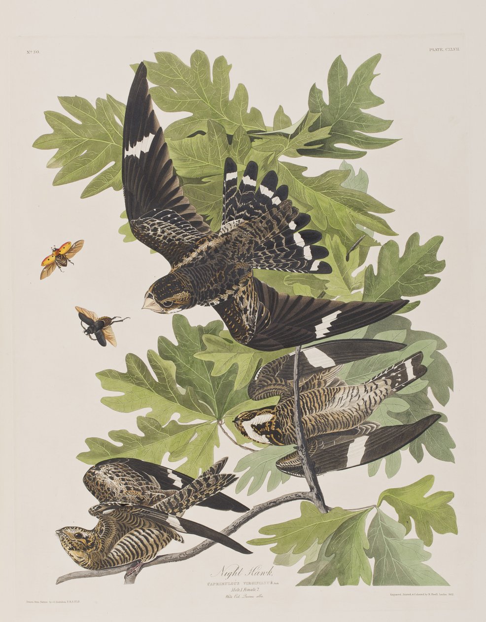 Kuvitus elokuvasta "Birds of America" tekijältä John James Audubon
