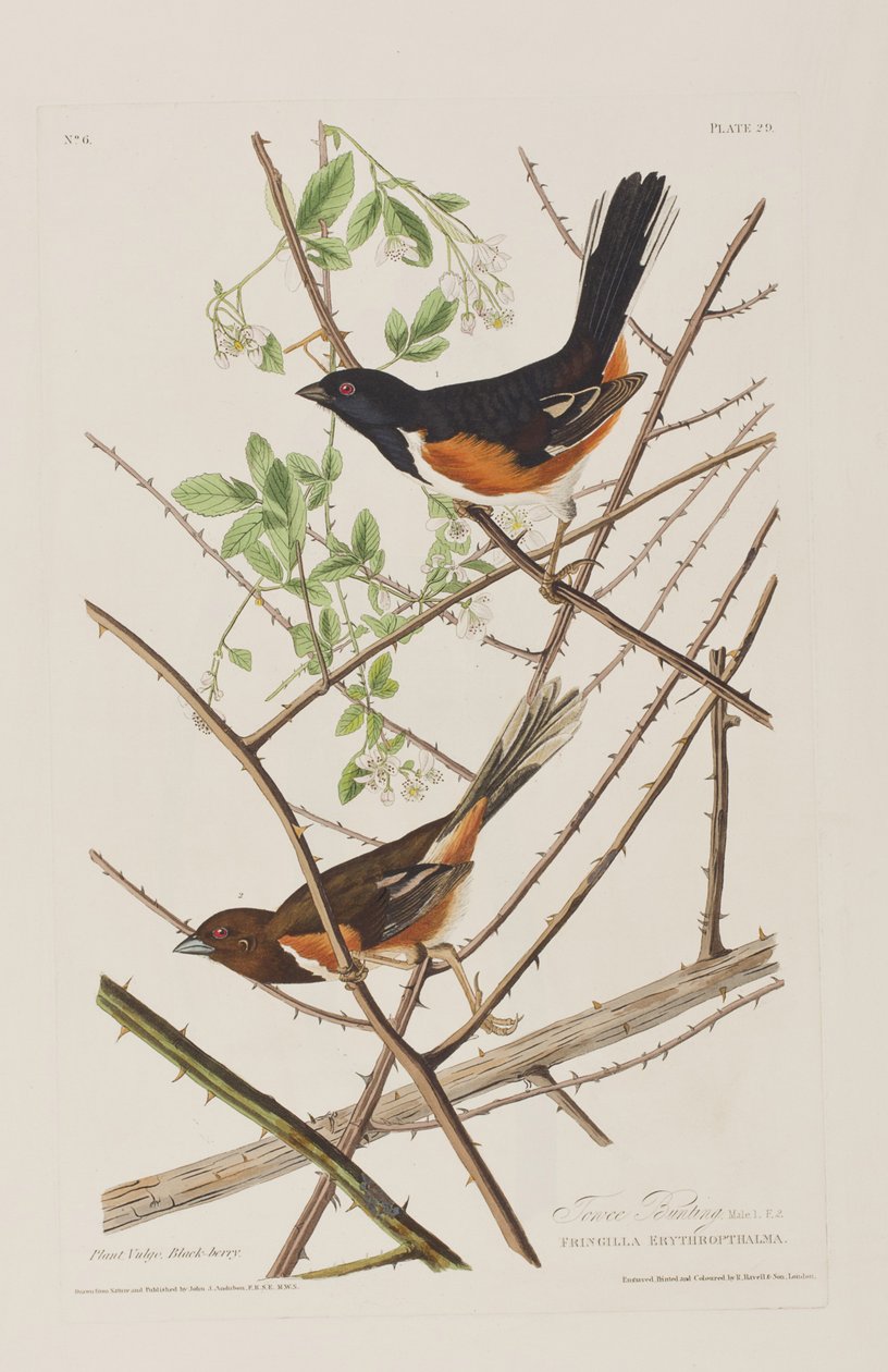Kuvitus elokuvasta "Birds of America" tekijältä John James Audubon