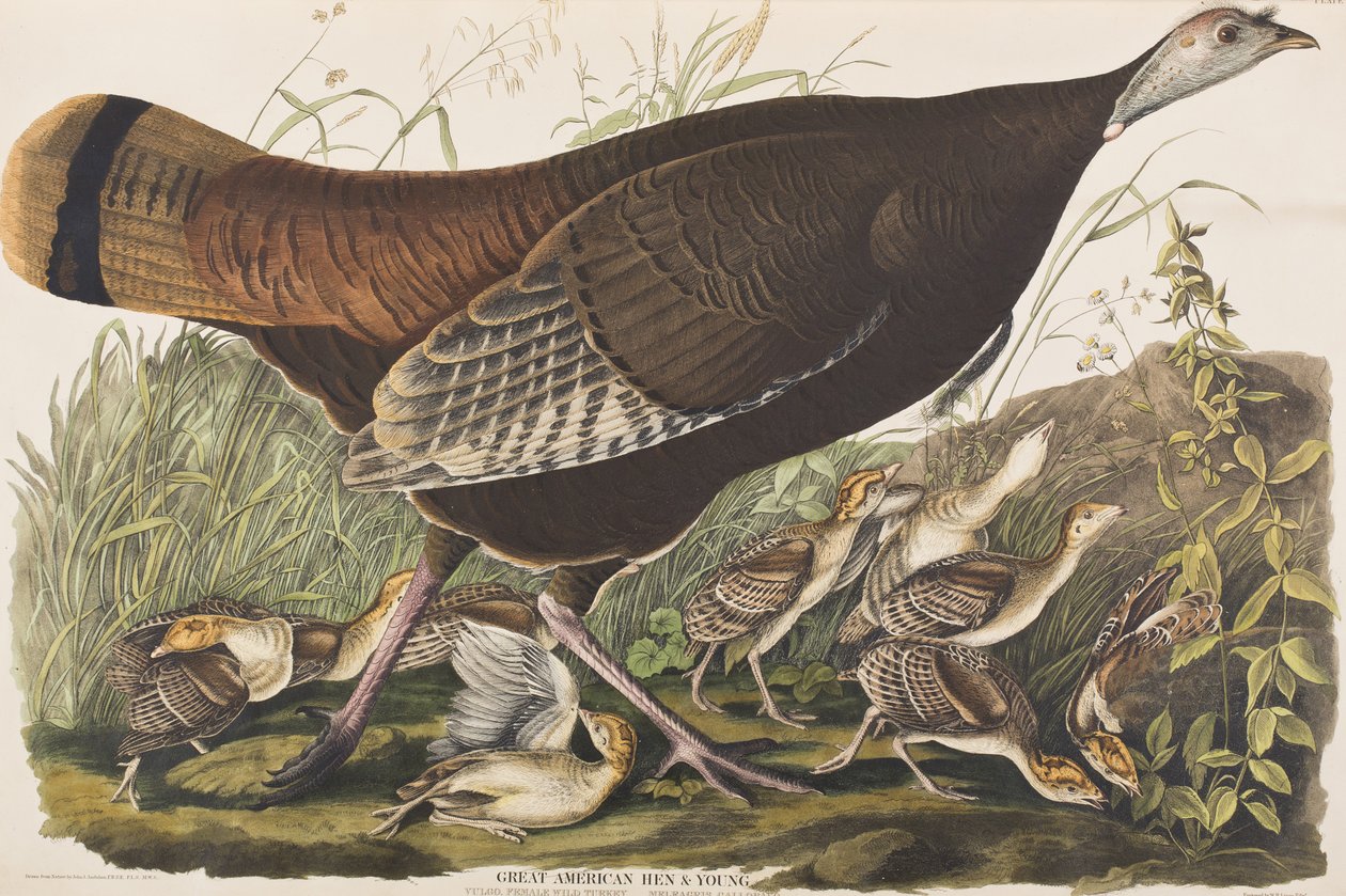 Kuvitus elokuvasta "Birds of America" tekijältä John James Audubon