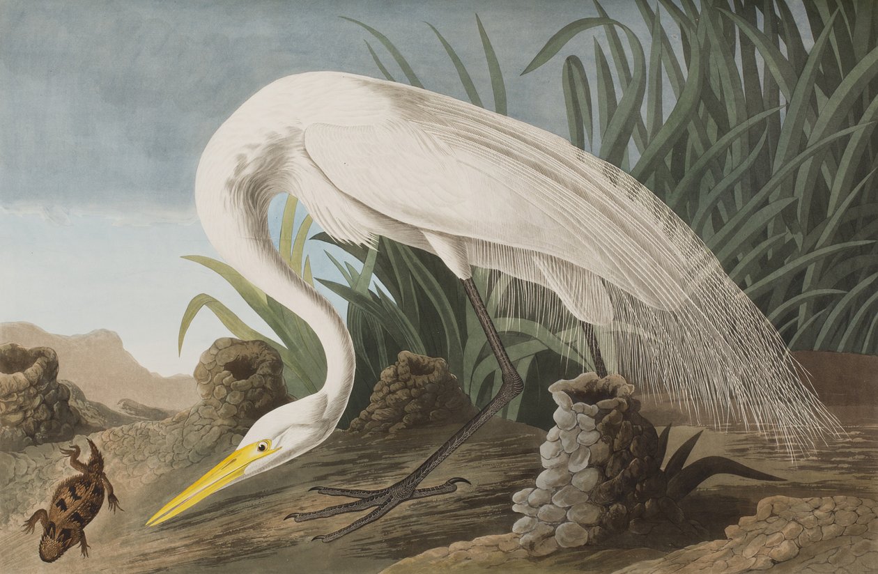 Kuvitus elokuvasta "Birds of America" tekijältä John James Audubon