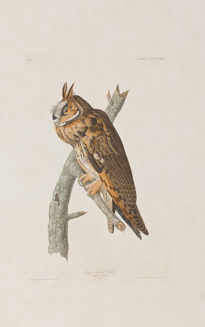 Kuvitus elokuvasta "Birds of America" tekijältä John James Audubon
