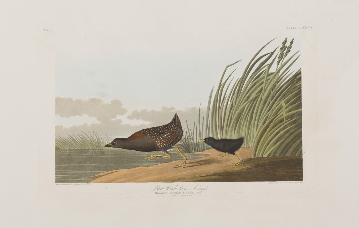 Kuvitus elokuvasta "Birds of America" tekijältä John James Audubon