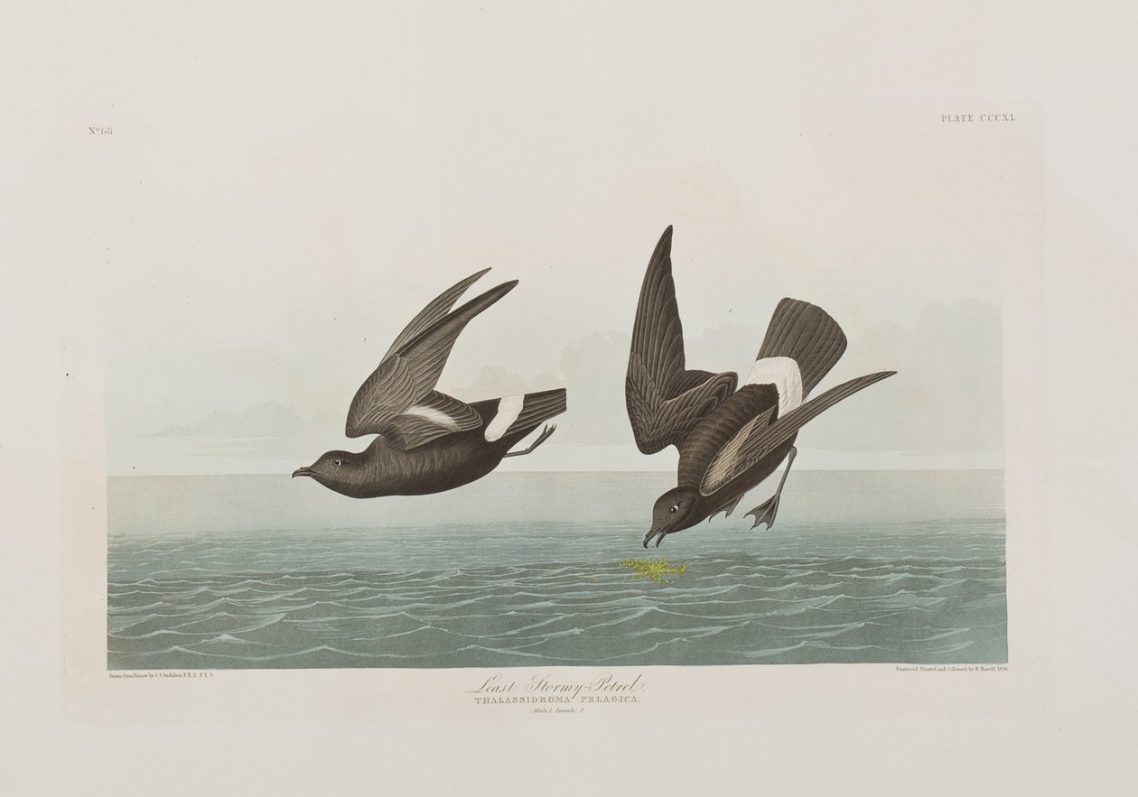 Kuvitus elokuvasta "Birds of America" tekijältä John James Audubon