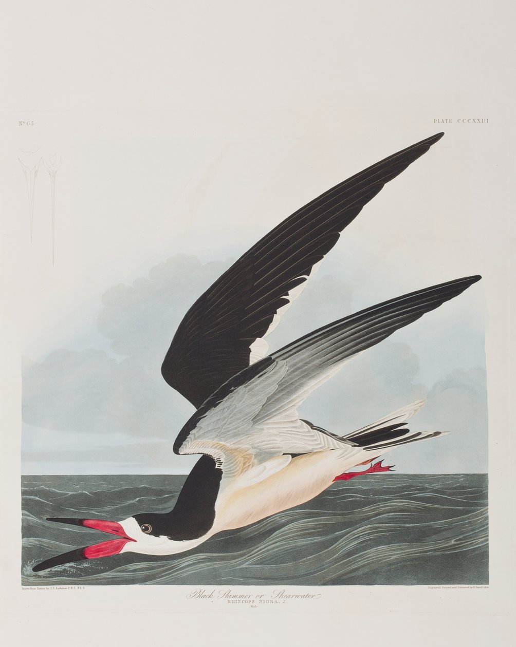 Kuvitus elokuvasta "Birds of America" tekijältä John James Audubon