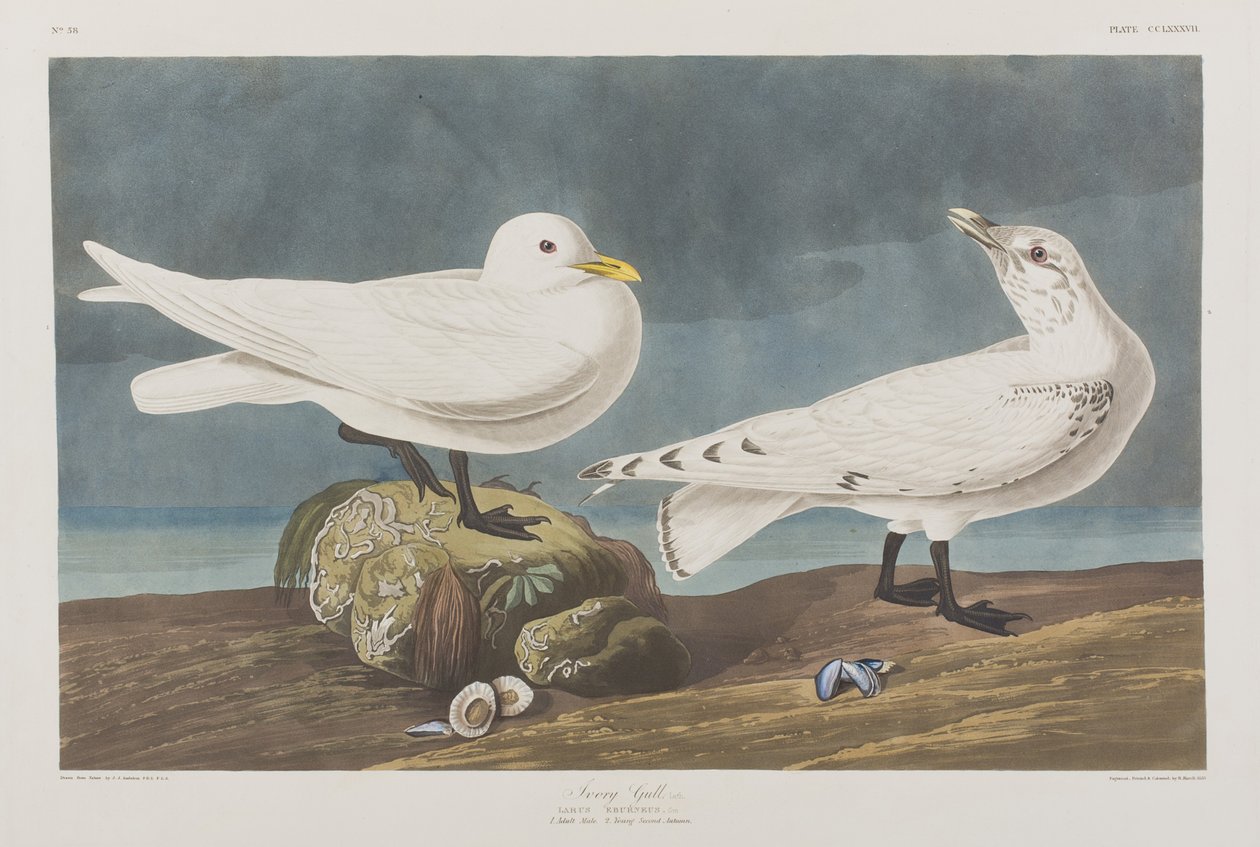 Kuvitus elokuvasta "Birds of America" tekijältä John James Audubon