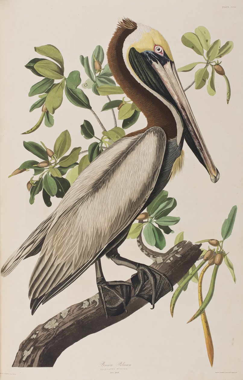 Kuvitus elokuvasta "Birds of America" tekijältä John James Audubon