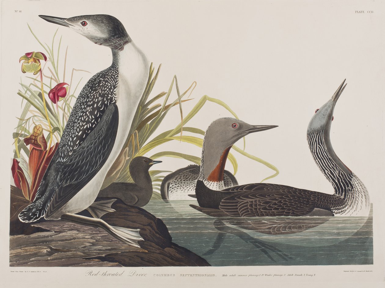 Kuvitus elokuvasta "Birds of America" tekijältä John James Audubon