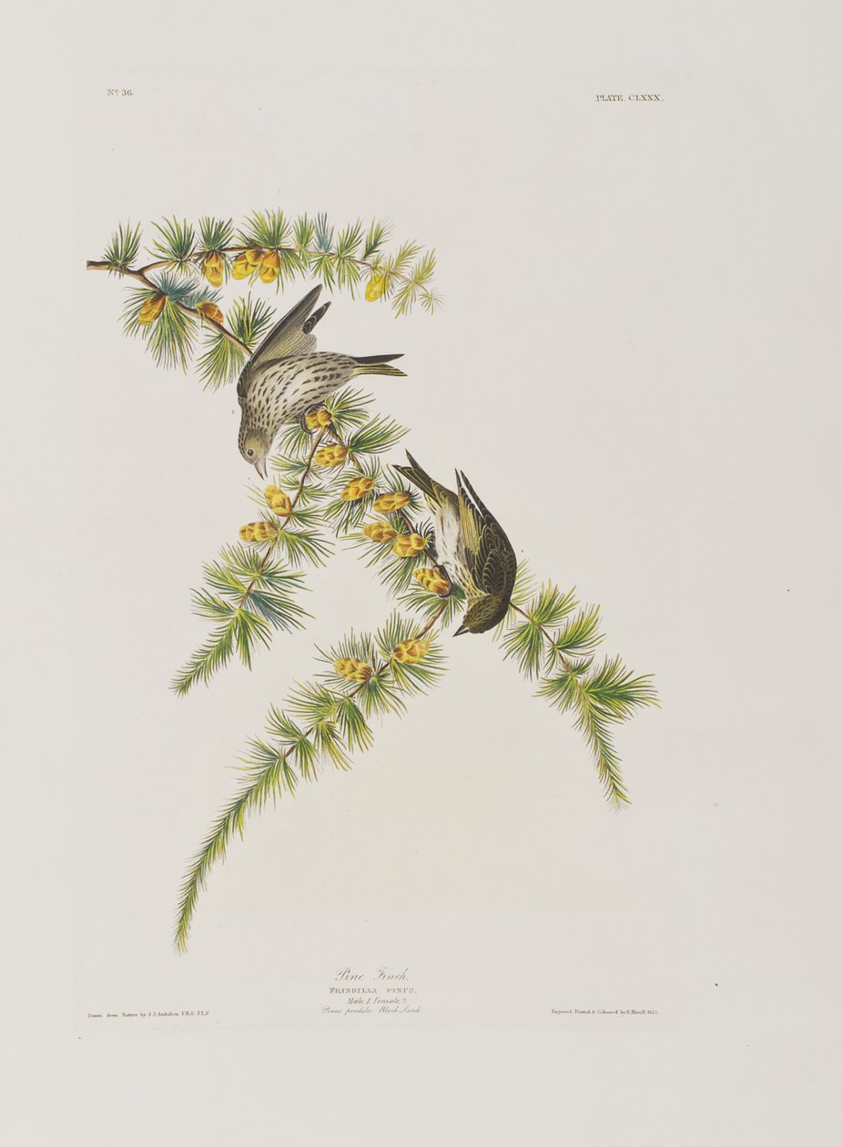 Kuvitus elokuvasta "Birds of America" tekijältä John James Audubon