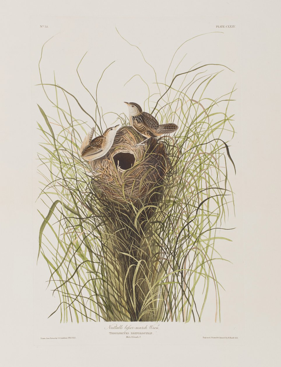 Kuvitus elokuvasta "Birds of America" tekijältä John James Audubon
