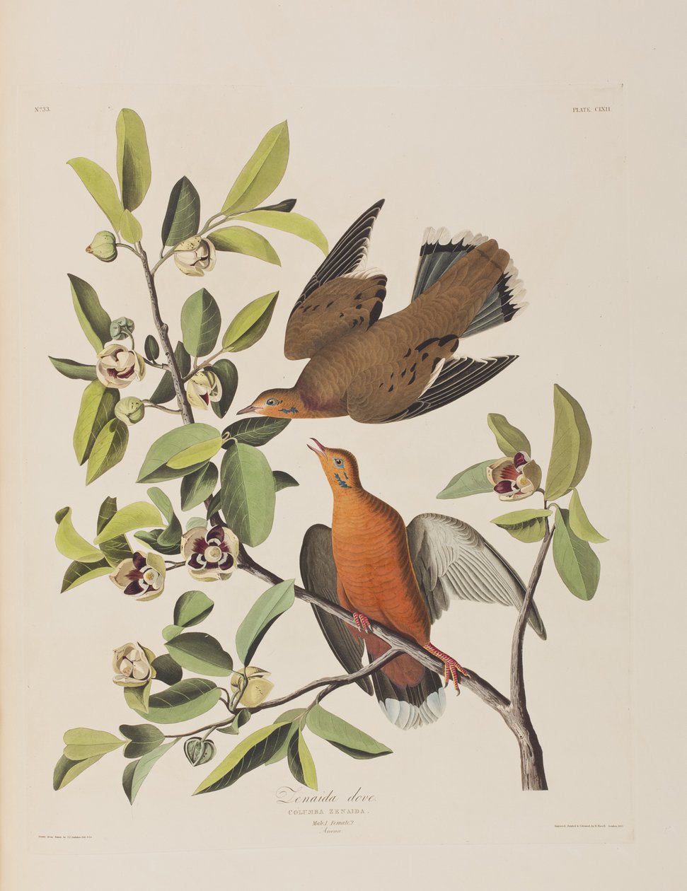 Kuvitus elokuvasta "Birds of America" tekijältä John James Audubon