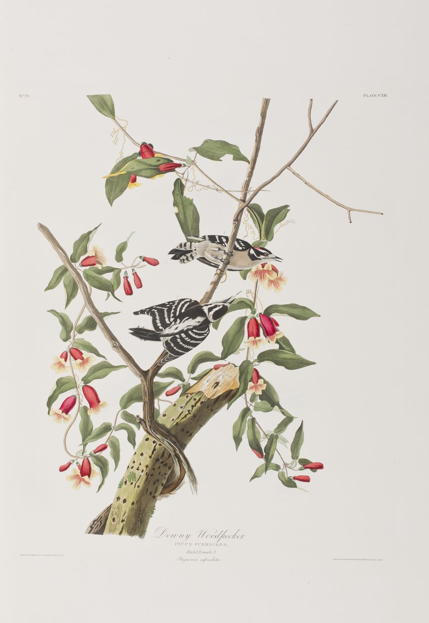 Kuvitus elokuvasta "Birds of America" tekijältä John James Audubon