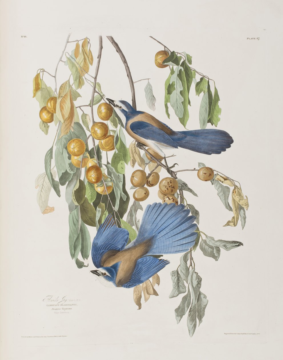 Kuvitus elokuvasta "Birds of America" tekijältä John James Audubon