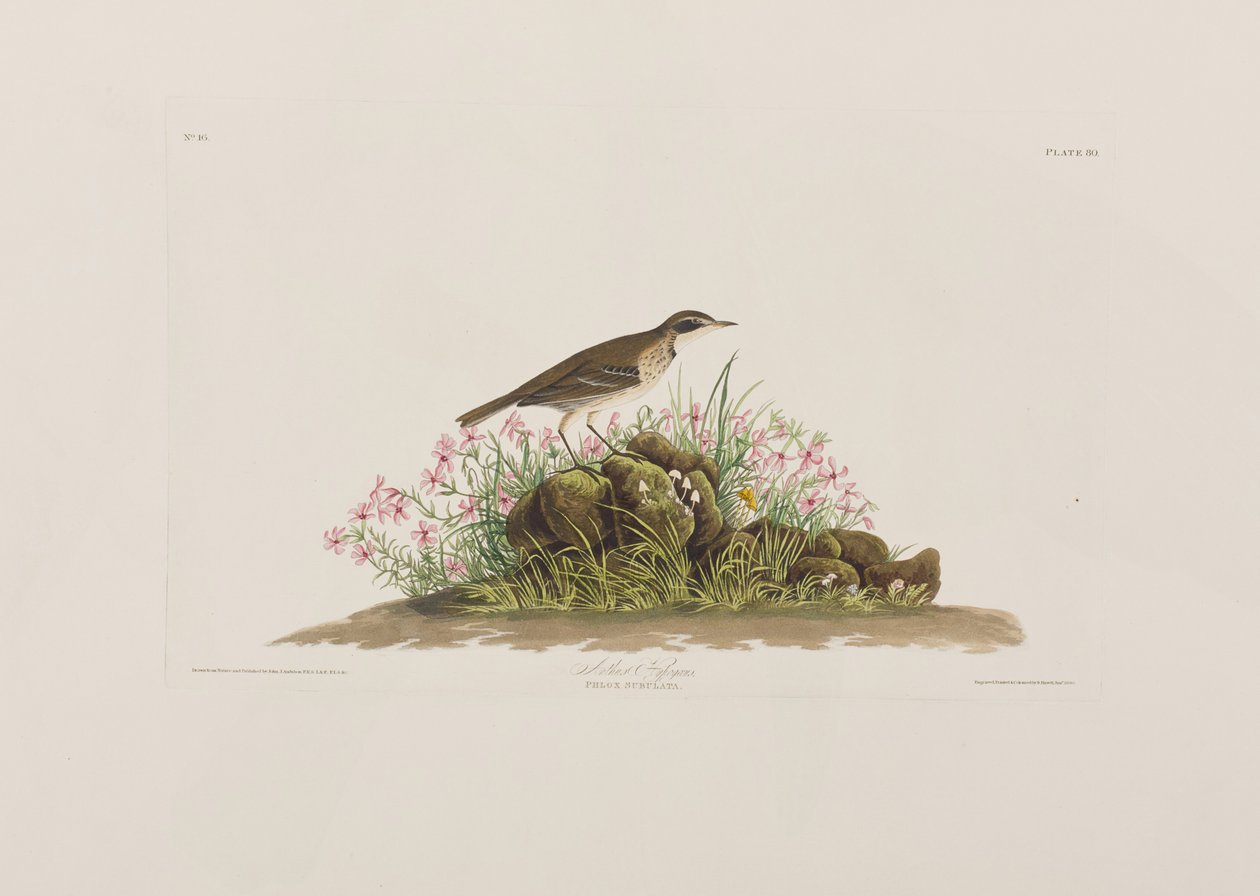 Kuvitus elokuvasta "Birds of America" tekijältä John James Audubon