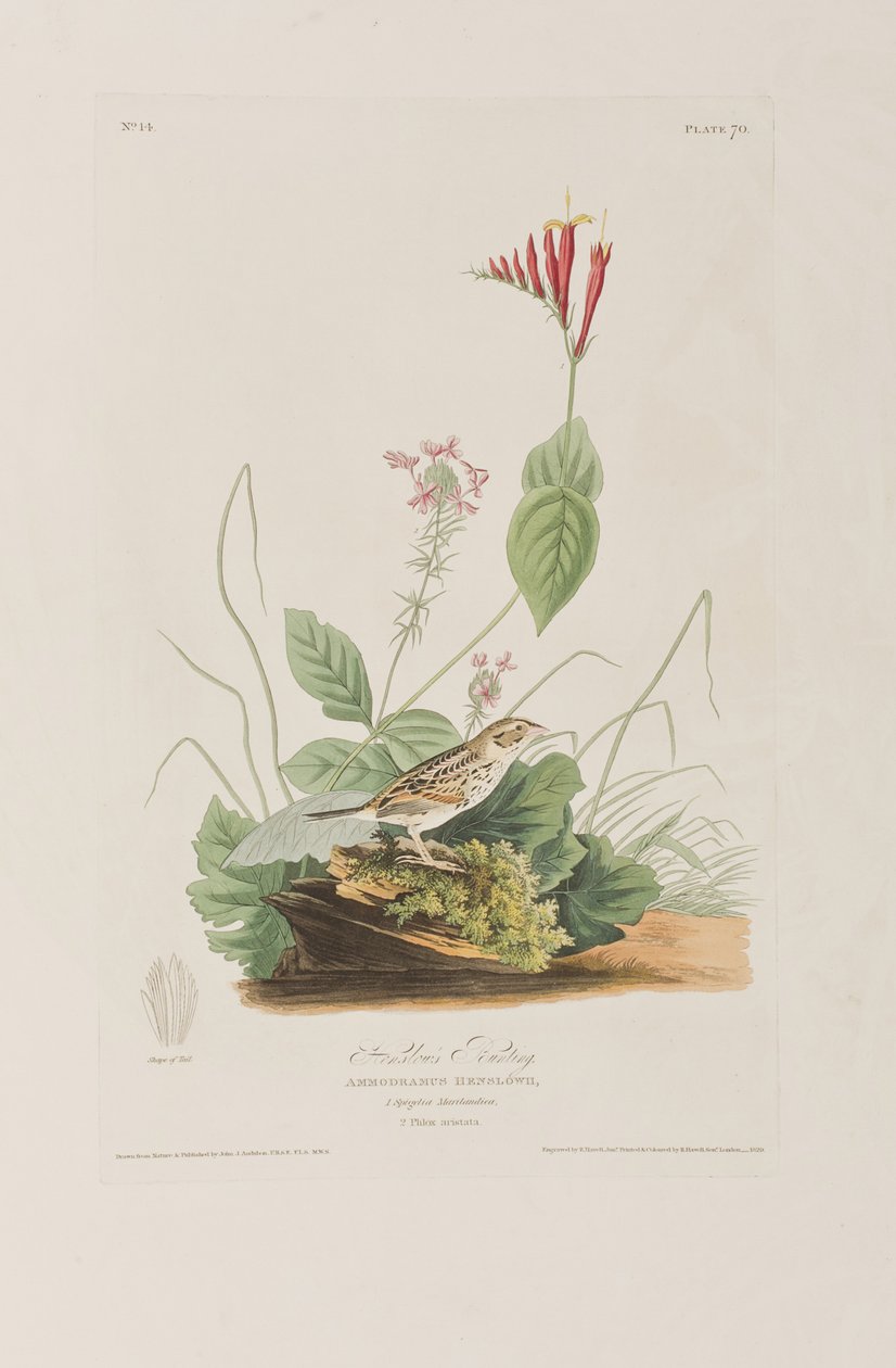 Kuvitus elokuvasta "Birds of America" tekijältä John James Audubon