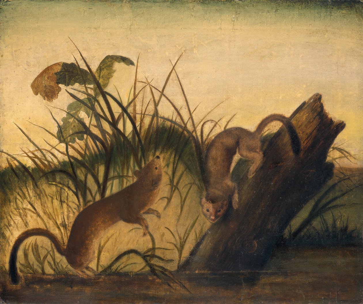 Pitkähäntäinen lumikko, n. 1845. tekijältä John James Audubon