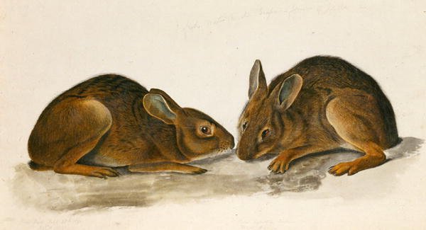 Marsh Hares (wc paperilla) tekijältä John James Audubon