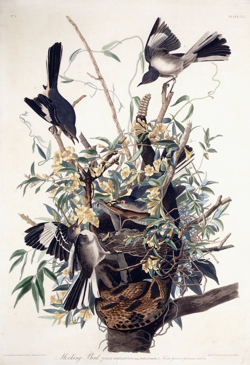 Pilkkalintu (Turdus Polyglottus) tekijältä John James Audubon
