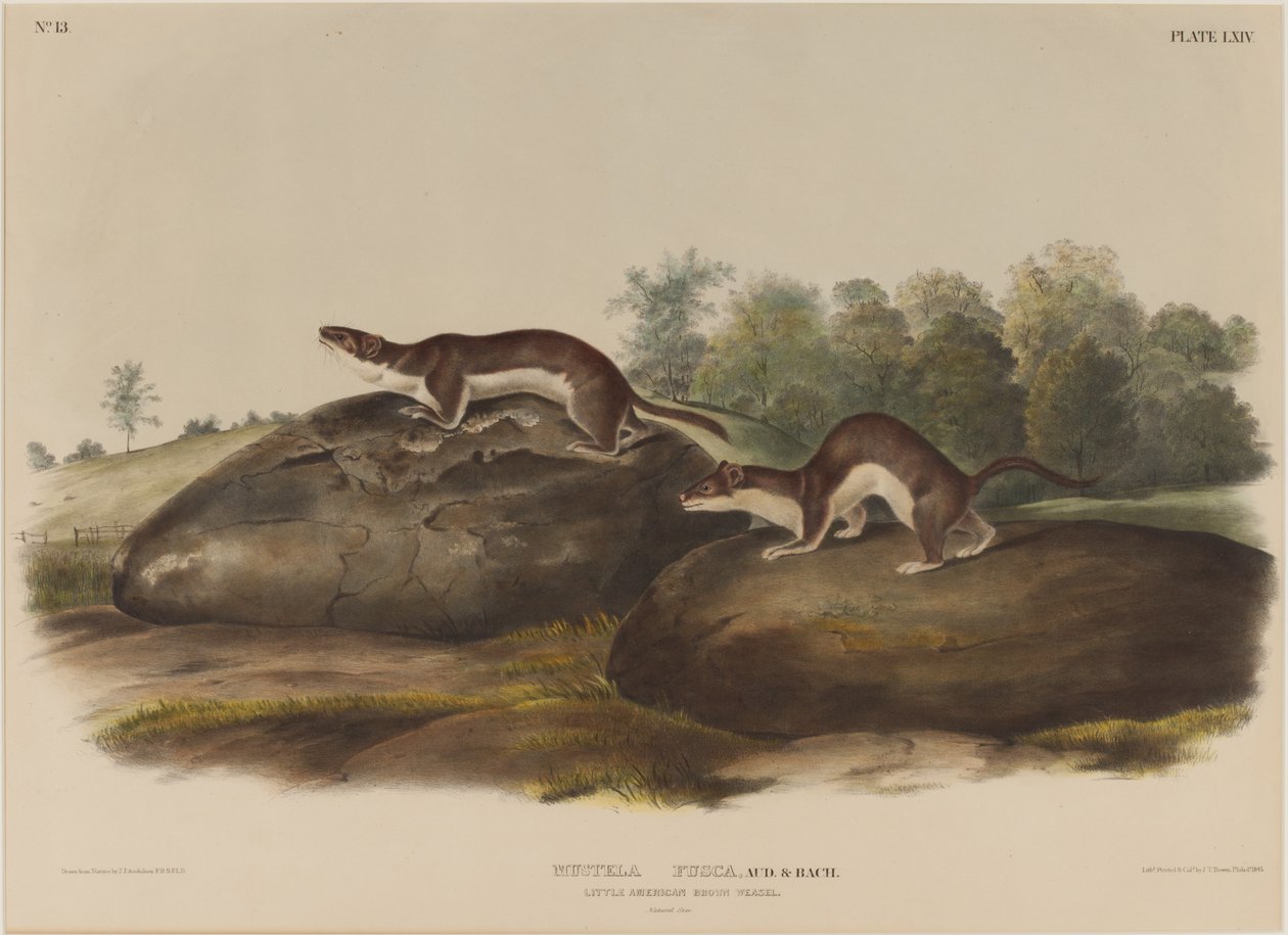 Weasel Shadows tekijältä John James Audubon