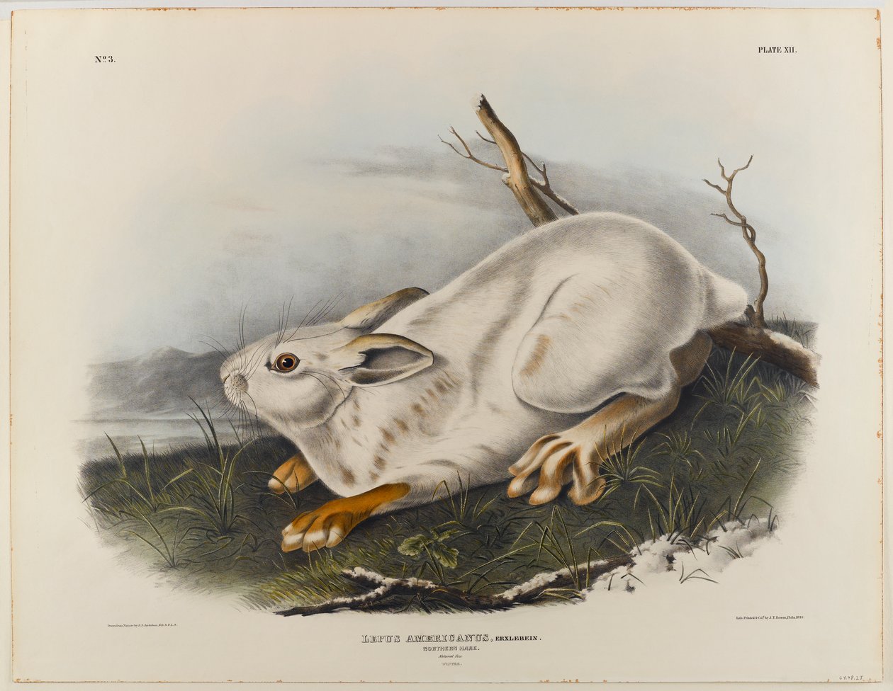 Pohjoinen jänis (talvijänis) tekijältä John James Audubon