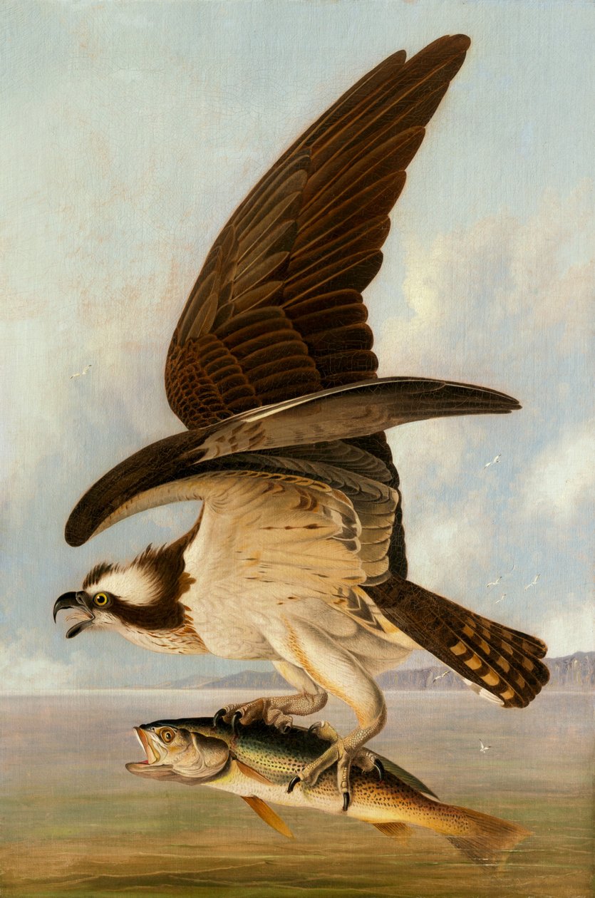 Kalasääski ja heikkokala, 1829. tekijältä John James Audubon