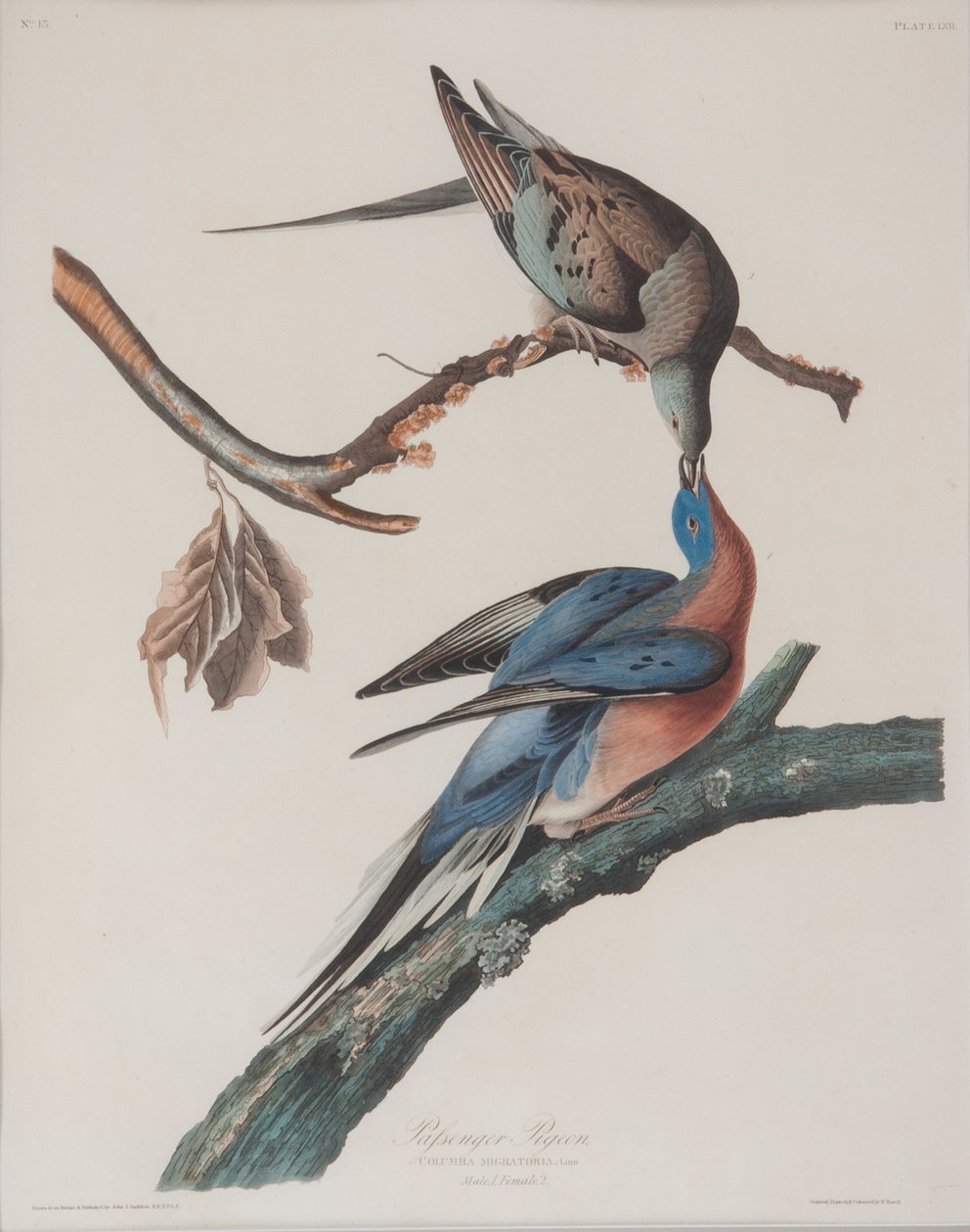 Matkustajakyyhkynen tekijältä John James Audubon