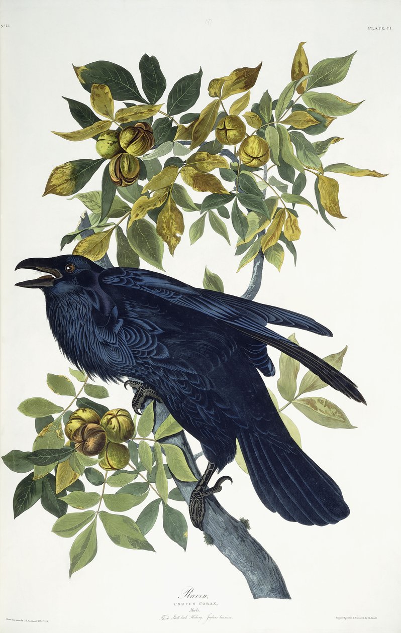 Korppi, tekijältä John James Audubon
