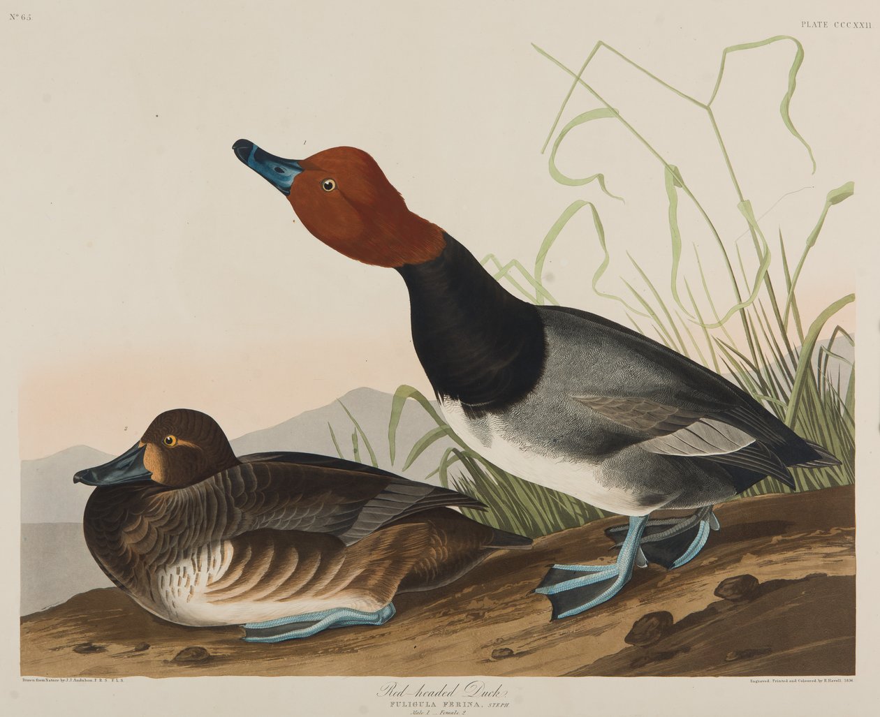 Punapäinen ankka, 1836 (wc paperilla) tekijältä John James Audubon