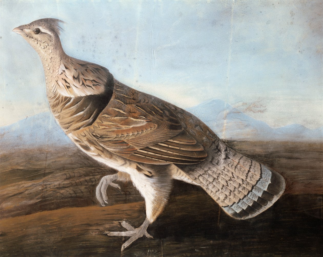 Ruffed Goose, n. 1812 (pastelli paperille) tekijältä John James Audubon