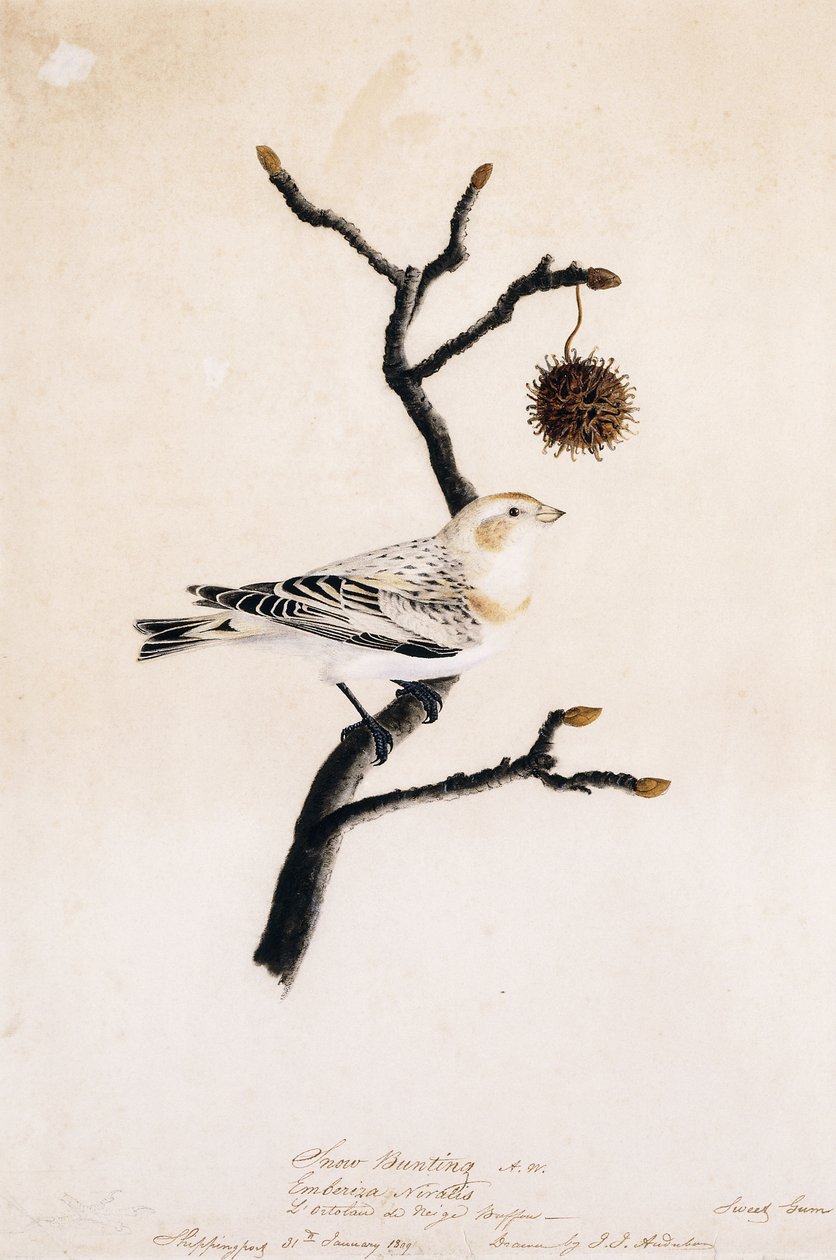 Snow Bunting, 1809 tekijältä John James Audubon