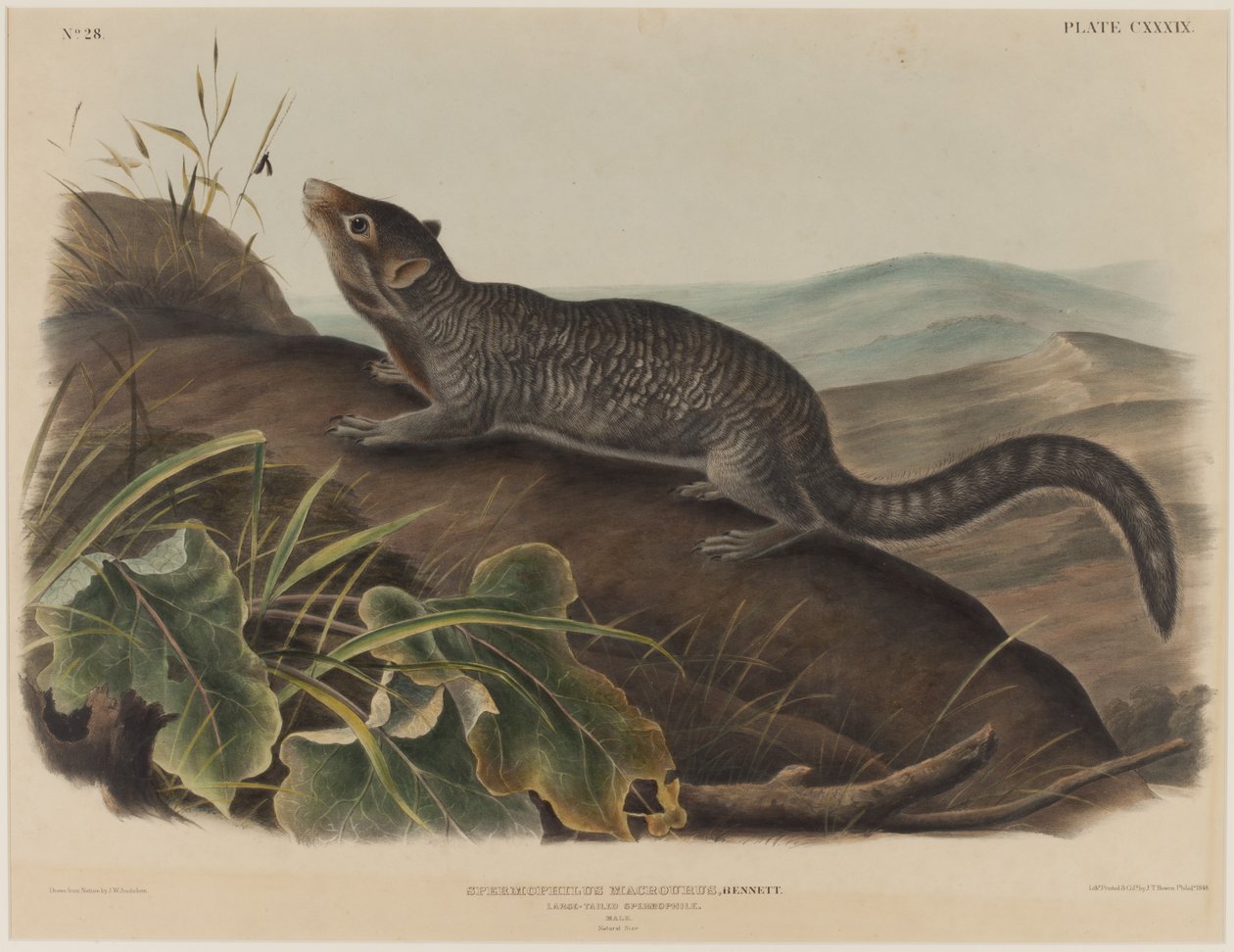 Spermophilus Macrourus (isopyrstö-orava) tekijältä John James Audubon