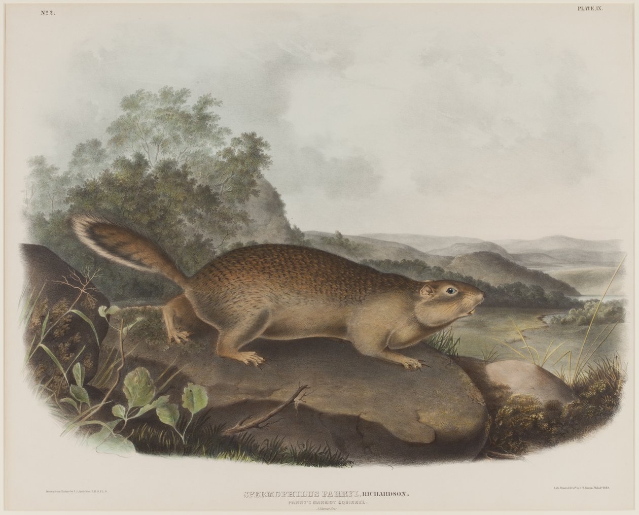 Spermophilus Parry (Parryn murmeliorava) tekijältä John James Audubon