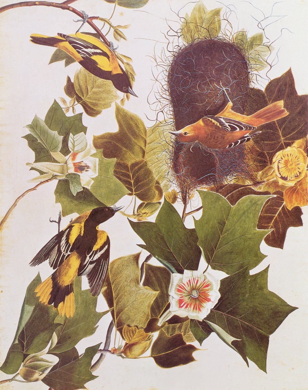 Huonekalut ja erilaiset esineet 1100- ja 1300-luvuilta tekijältä John James Audubon