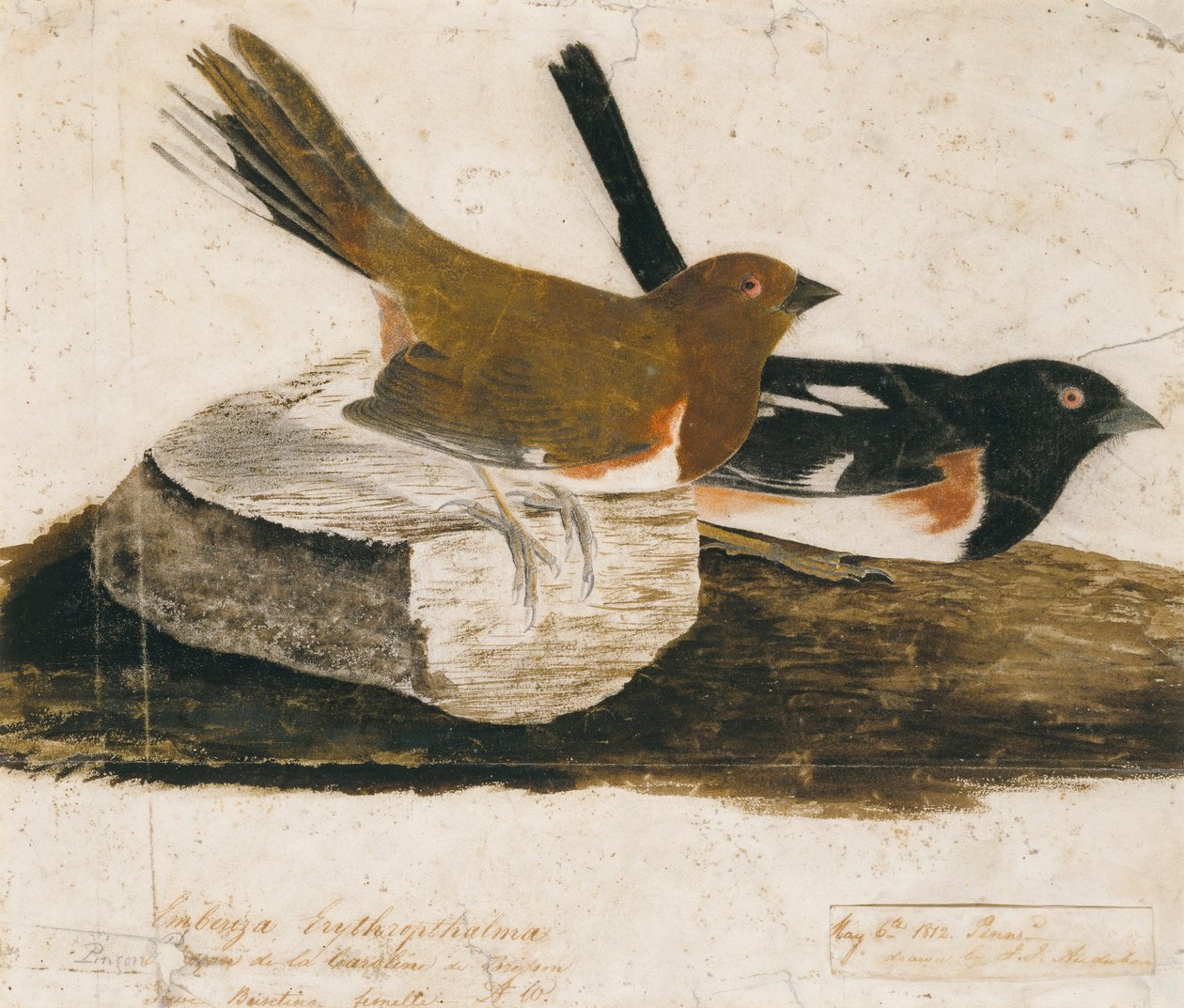 Tunturikiuru tekijältä John James Audubon