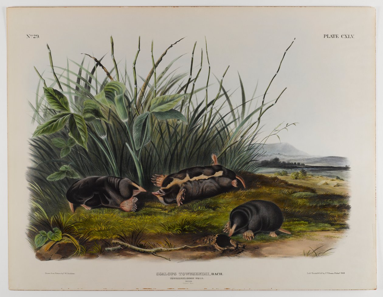 Townsends myyrä tekijältä John James Audubon