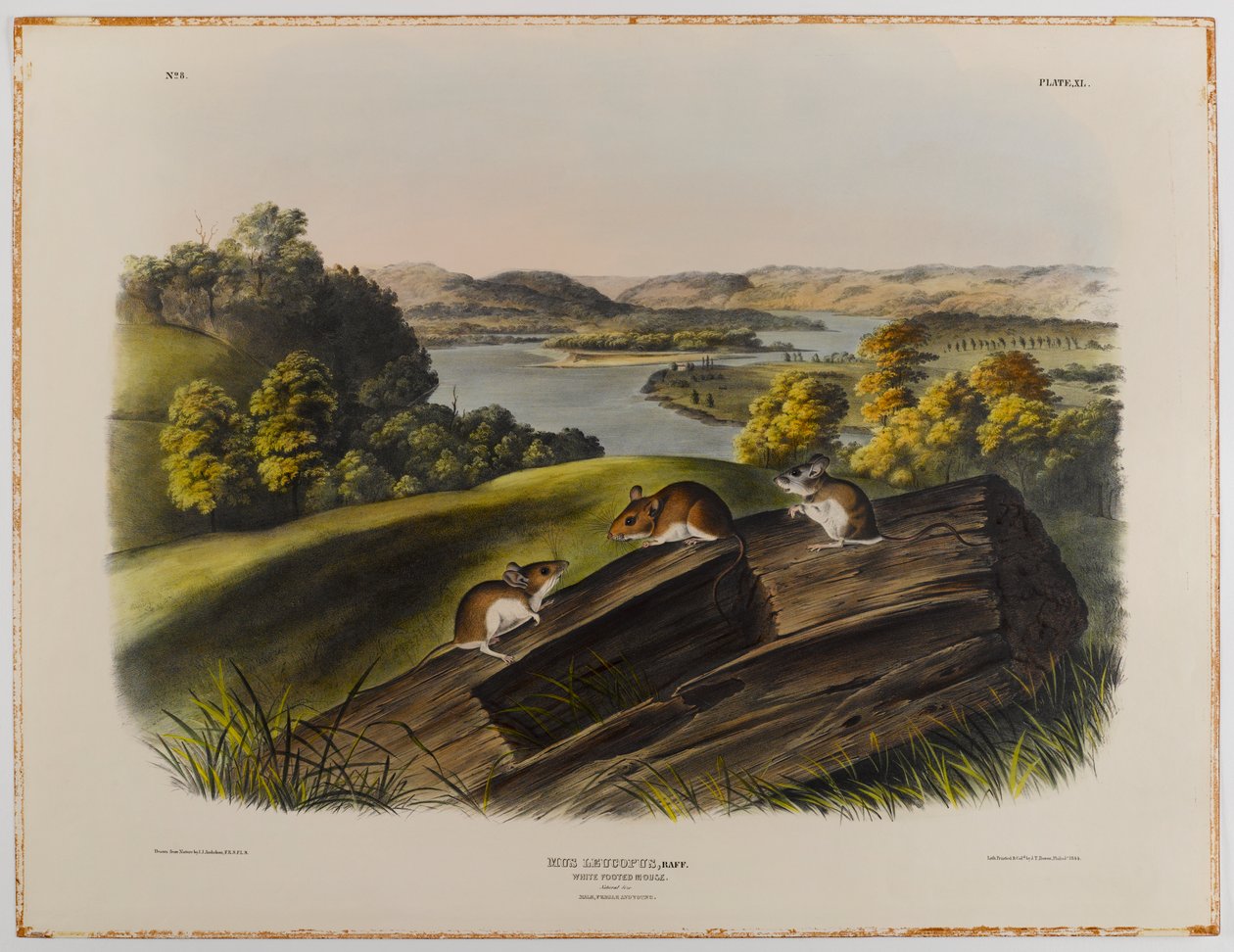 Valkojalkainen hiiri tekijältä John James Audubon