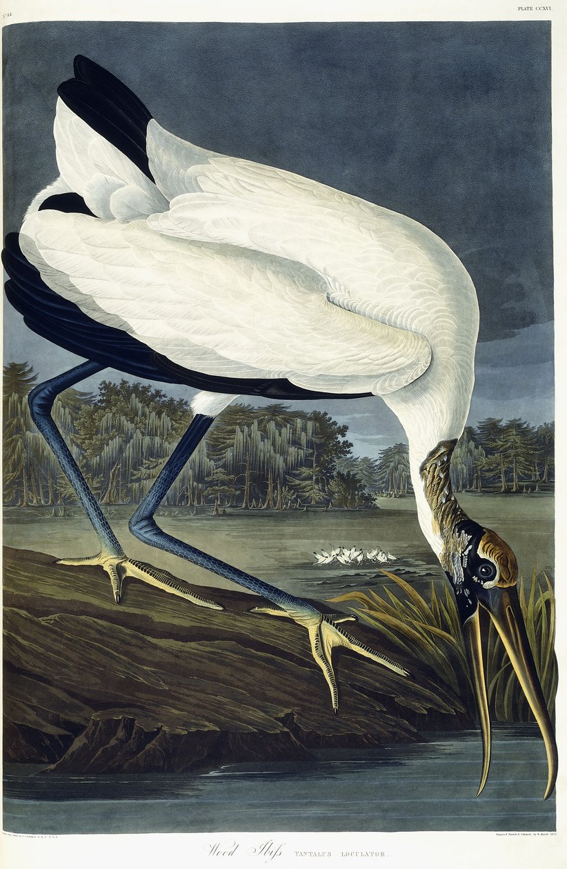 Wood Ibis, 1834 tekijältä John James Audubon