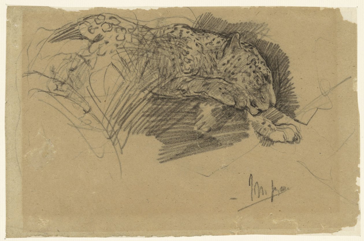 Leopardin tutkimukset tekijältä John Macallan Swan