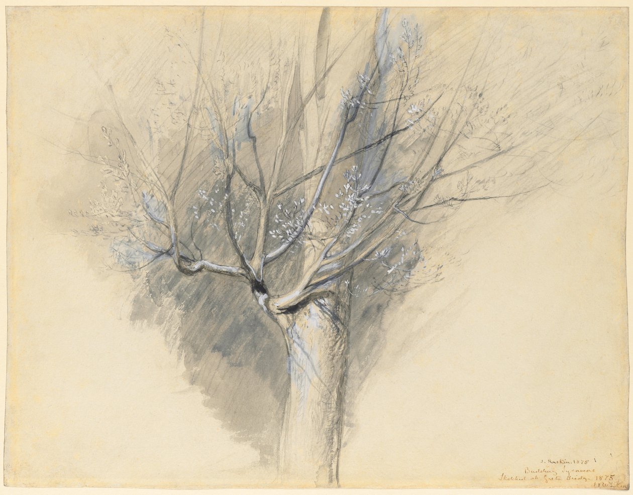 orastava sycamore, c. 1876. tekijältä John Ruskin