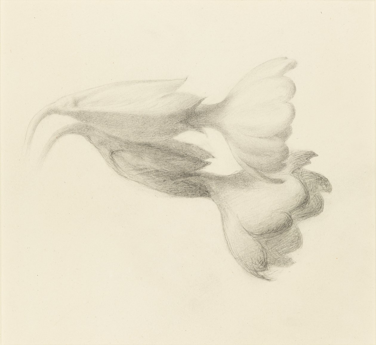 Cowslip Bells, luultavasti 1871. tekijältä John Ruskin