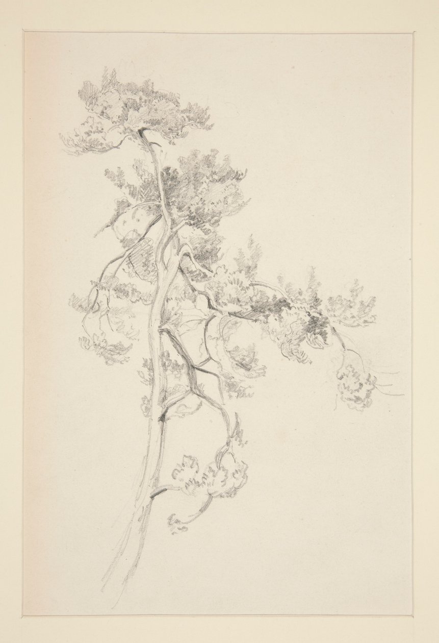 Puu ja lehdet tekijältä John Singer Sargent